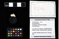 Foto (Objekt + Etikett) von Goniodromites sp.  (NHMW-GEO-2014-0194-0274)